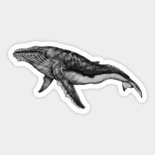 Humpback Whale Sticker